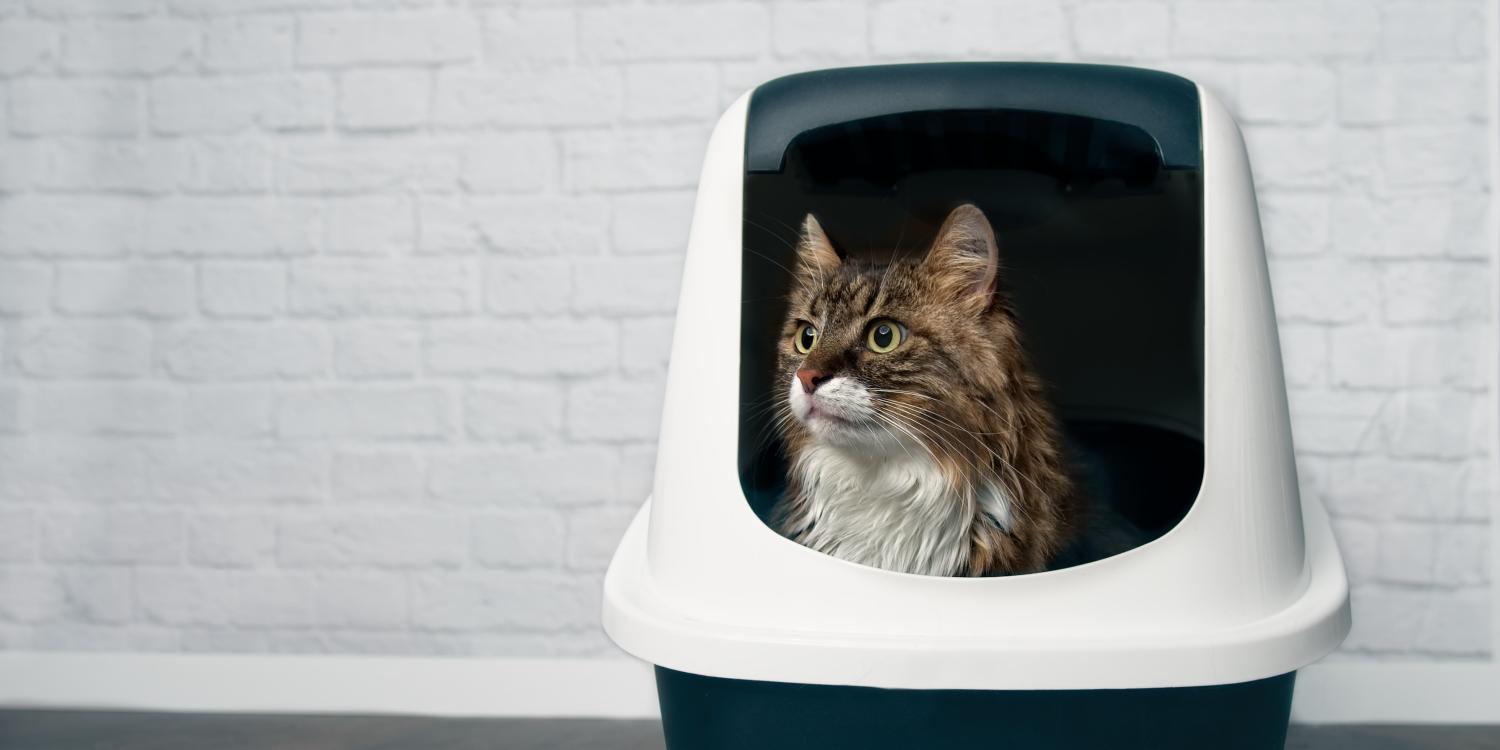 How do selfcleaning litter boxes work?