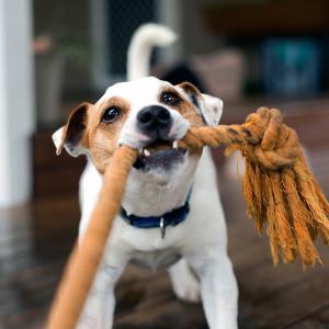 thumbnail of The Best 5 Toys for Your Dog!