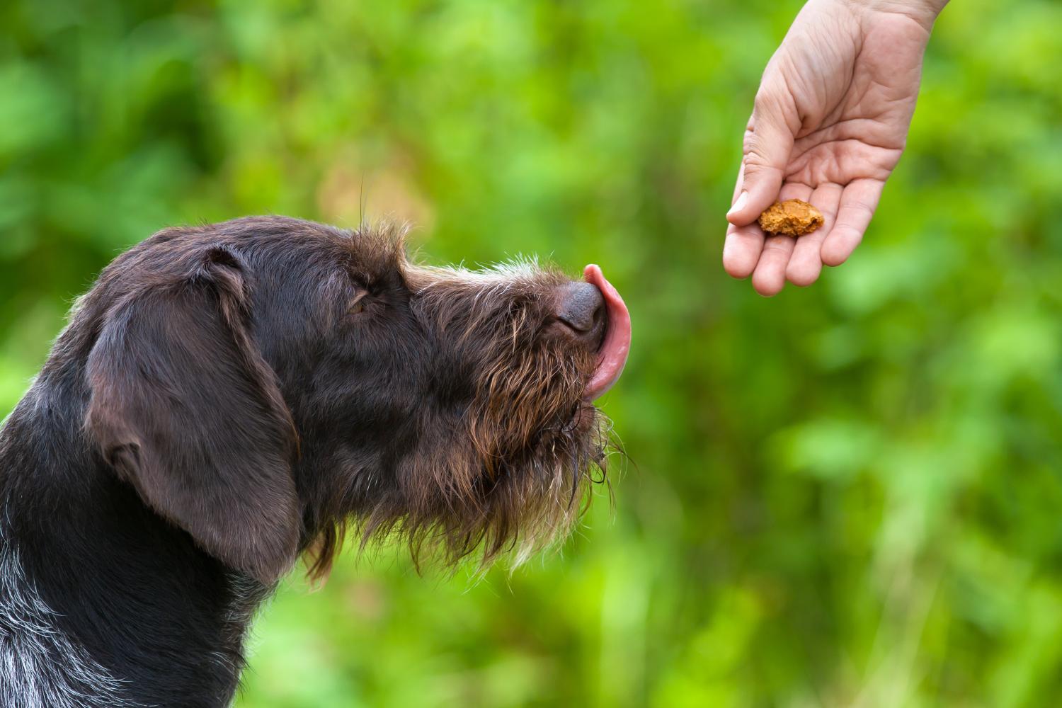 banner of Boosting Fiber in Your Dog's Diet: Why and How